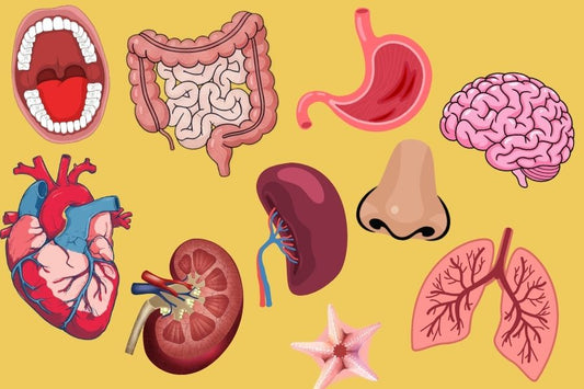 Assortment of illustrated human organs in random order against a yellow background