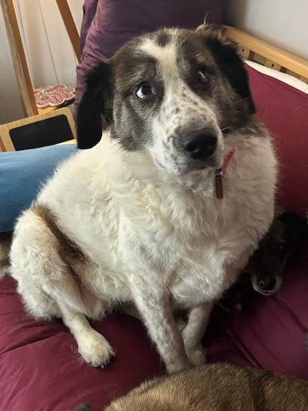A large white and brown fluffy dog is sitting on a messy sofa with a large elderly blond dog. If you look closely, you can see a tiny nose poking out from under the first dog.