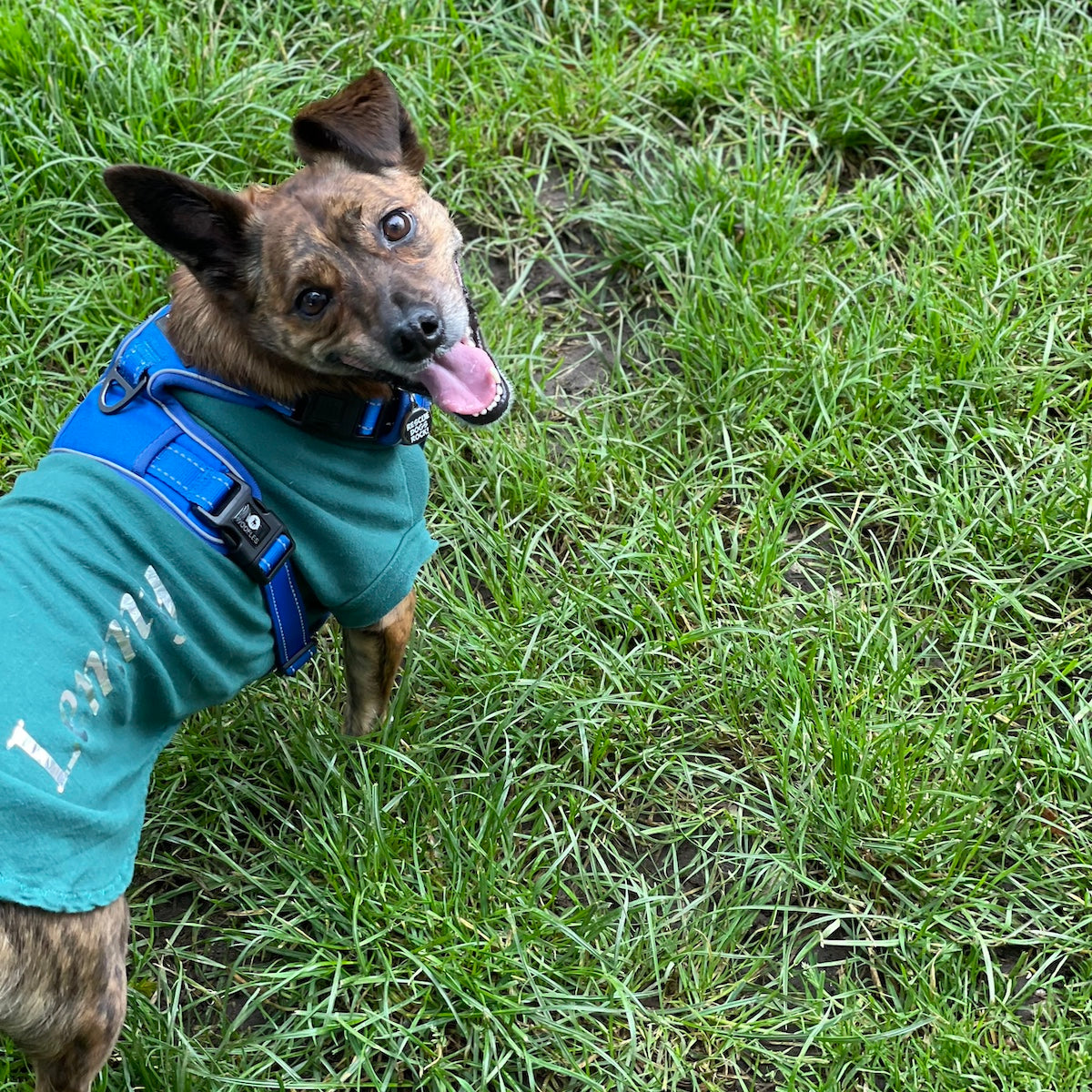 A small brindle dog wearing a green T-shirt and a blue harness. He's surrounded by grass and smiling at the camera.