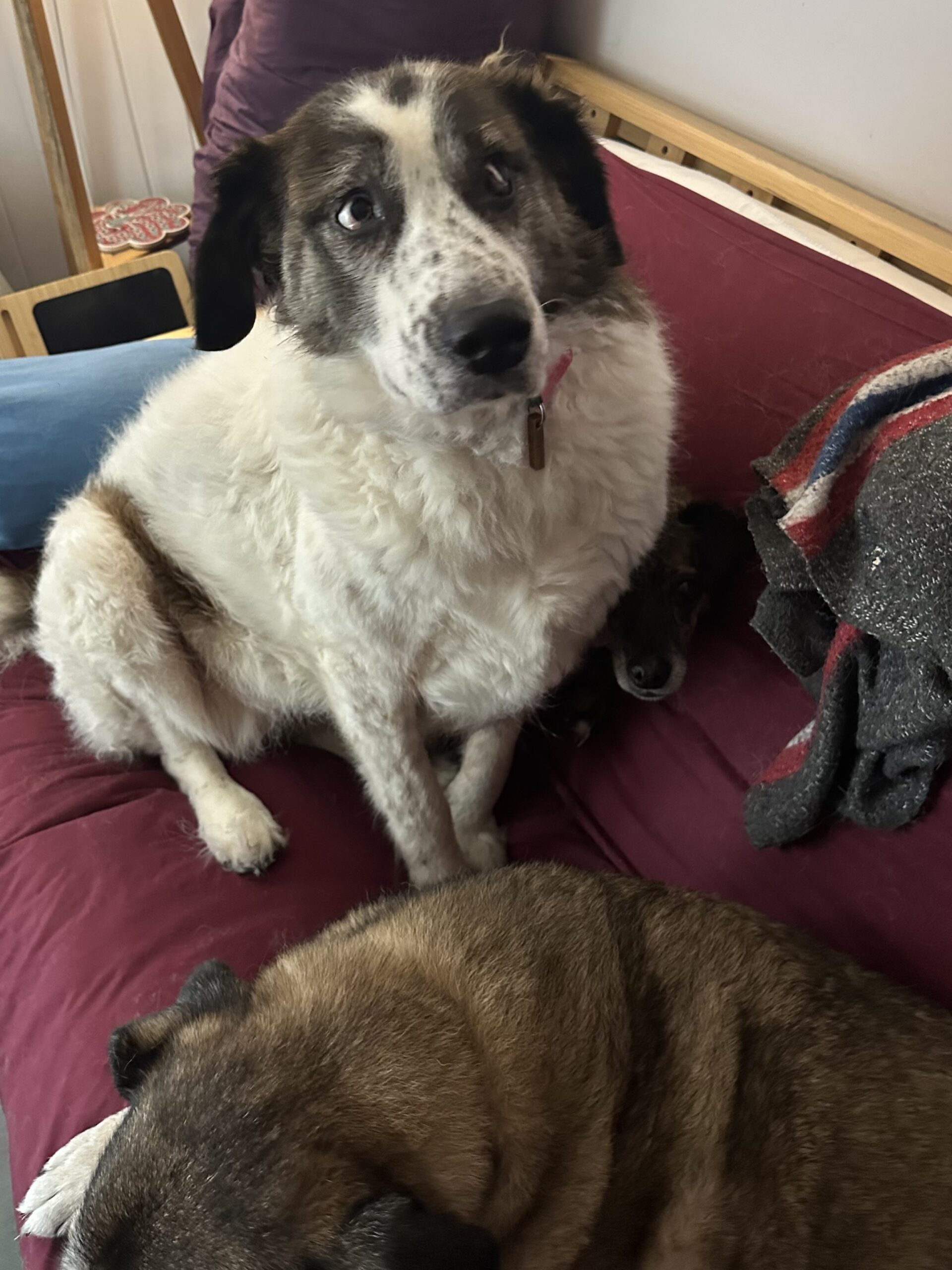 A large white and brown fluffy dog is sitting on a messy sofa with a large elderly blond dog. If you look closely, you can see a tiny nose poking out from under the first dog.